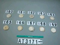 藏品(芋螺貝)的圖片